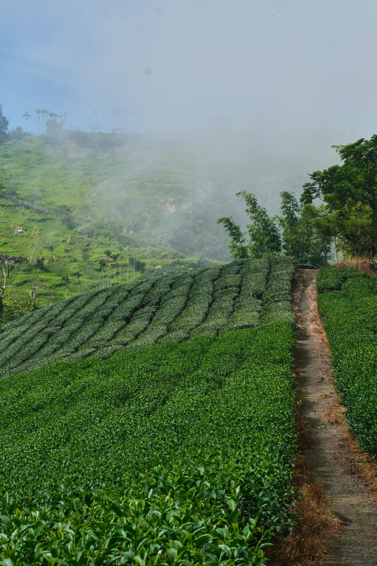 マンゴー茉莉緑茶酒