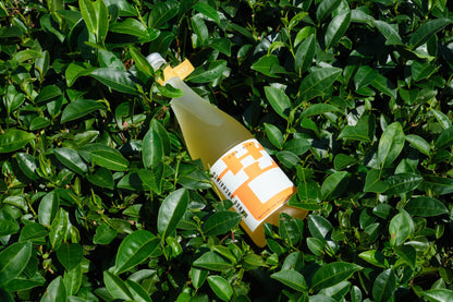 マンゴー茉莉緑茶酒