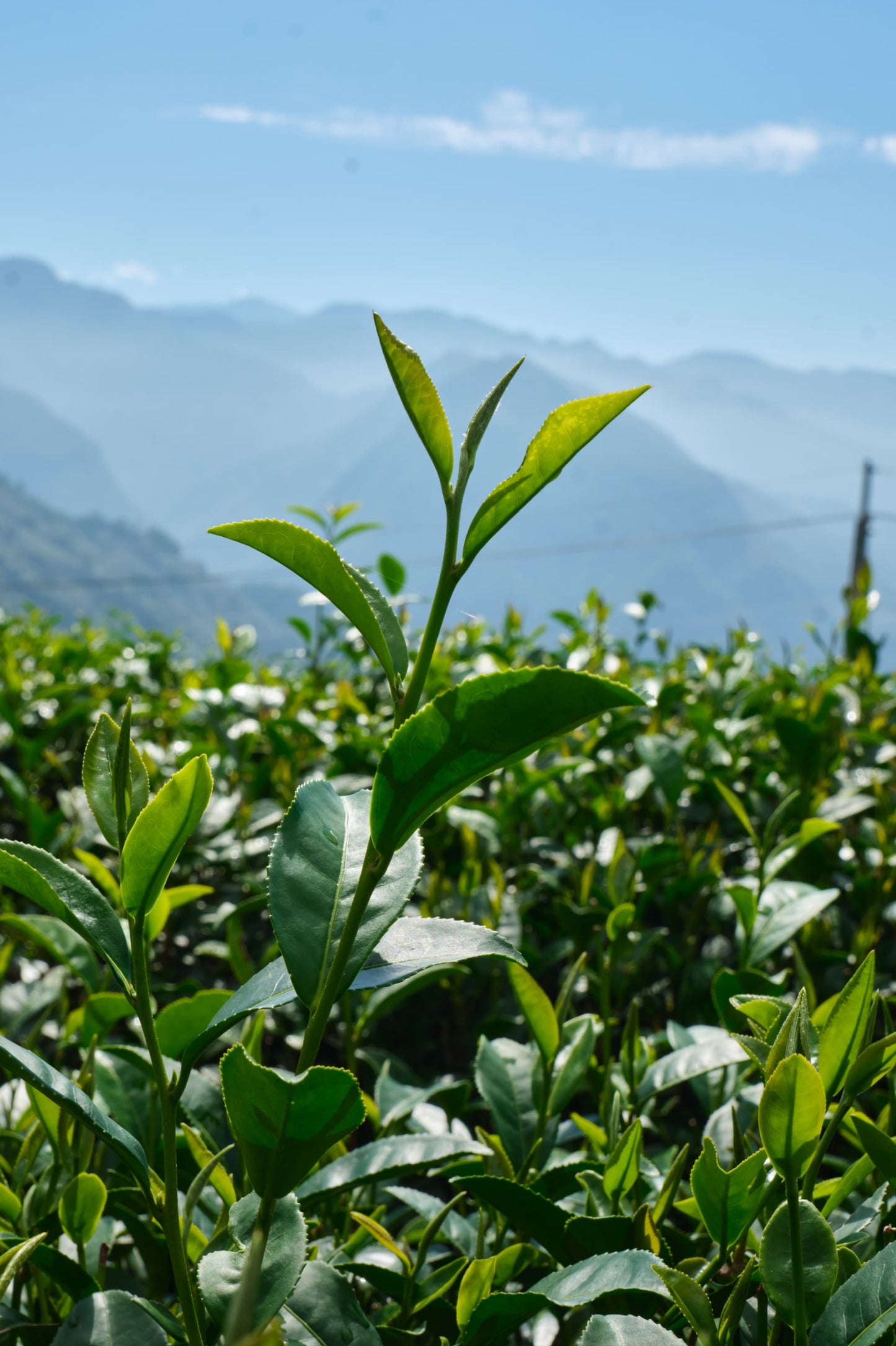 金柑×グレープフルーツ×東方美人茶(金桔葡萄柚烏龍茶酒)