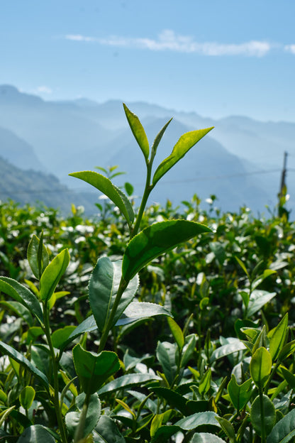 金柑×グレープフルーツ×東方美人茶(金桔葡萄柚烏龍茶酒)
